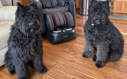 Bouvier Des Flandres Babies Due 7/31!