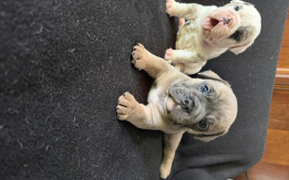 English Bulldog puppies