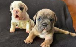 English Bulldog puppies