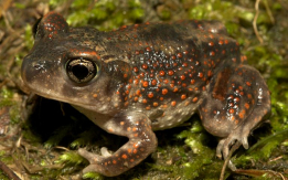 New Stock of Eastern Spadefoot Toads