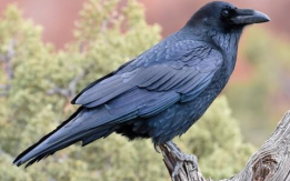 Remarkable Ravens are So Impressive!