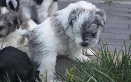 Unique Parti Mini Schnauzer Puppies