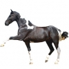 https://www.americanbreeder.com/images/com_adsmanager/categories/1000cat_t.jpg