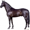 https://www.americanbreeder.com/images/com_adsmanager/categories/1001cat_t.jpg