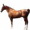 https://www.americanbreeder.com/images/com_adsmanager/categories/1002cat_t.jpg