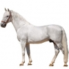 https://www.americanbreeder.com/images/com_adsmanager/categories/1003cat_t.jpg