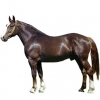 https://www.americanbreeder.com/images/com_adsmanager/categories/1005cat_t.jpg