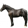 https://www.americanbreeder.com/images/com_adsmanager/categories/1008cat_t.jpg