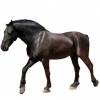 https://www.americanbreeder.com/images/com_adsmanager/categories/1009cat_t.jpg