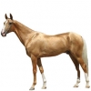 https://www.americanbreeder.com/images/com_adsmanager/categories/1010cat_t.jpg