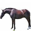 https://www.americanbreeder.com/images/com_adsmanager/categories/1011cat_t.jpg