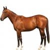 https://www.americanbreeder.com/images/com_adsmanager/categories/1012cat_t.jpg