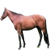 https://www.americanbreeder.com/images/com_adsmanager/categories/1014cat_t.jpg