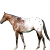 https://www.americanbreeder.com/images/com_adsmanager/categories/1015cat_t.jpg