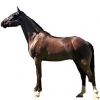 https://www.americanbreeder.com/images/com_adsmanager/categories/1016cat_t.jpg
