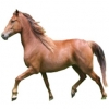 https://www.americanbreeder.com/images/com_adsmanager/categories/1017cat_t.jpg