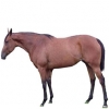 https://www.americanbreeder.com/images/com_adsmanager/categories/1018cat_t.jpg