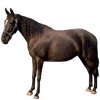 https://www.americanbreeder.com/images/com_adsmanager/categories/1019cat_t.jpg