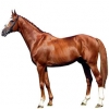 https://www.americanbreeder.com/images/com_adsmanager/categories/1020cat_t.jpg