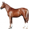 https://www.americanbreeder.com/images/com_adsmanager/categories/1021cat_t.jpg
