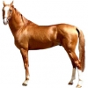 https://www.americanbreeder.com/images/com_adsmanager/categories/1022cat_t.jpg