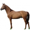 https://www.americanbreeder.com/images/com_adsmanager/categories/1023cat_t.jpg