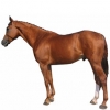 https://www.americanbreeder.com/images/com_adsmanager/categories/1024cat_t.jpg