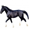 https://www.americanbreeder.com/images/com_adsmanager/categories/1025cat_t.jpg