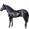 https://www.americanbreeder.com/images/com_adsmanager/categories/1026cat_t.jpg