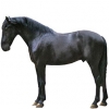 https://www.americanbreeder.com/images/com_adsmanager/categories/1028cat_t.jpg
