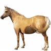 https://www.americanbreeder.com/images/com_adsmanager/categories/1030cat_t.jpg