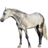 https://www.americanbreeder.com/images/com_adsmanager/categories/1031cat_t.jpg