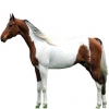 https://www.americanbreeder.com/images/com_adsmanager/categories/1032cat_t.jpg
