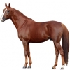 https://www.americanbreeder.com/images/com_adsmanager/categories/1033cat_t.jpg