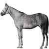 https://www.americanbreeder.com/images/com_adsmanager/categories/1034cat_t.jpg