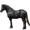 https://www.americanbreeder.com/images/com_adsmanager/categories/1035cat_t.jpg