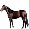 https://www.americanbreeder.com/images/com_adsmanager/categories/1036cat_t.jpg