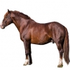 https://www.americanbreeder.com/images/com_adsmanager/categories/1038cat_t.jpg