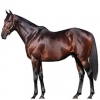https://www.americanbreeder.com/images/com_adsmanager/categories/1039cat_t.jpg