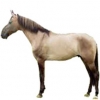 https://www.americanbreeder.com/images/com_adsmanager/categories/1040cat_t.jpg