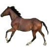 https://www.americanbreeder.com/images/com_adsmanager/categories/1041cat_t.jpg