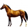 https://www.americanbreeder.com/images/com_adsmanager/categories/1043cat_t.jpg