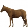 https://www.americanbreeder.com/images/com_adsmanager/categories/1044cat_t.jpg