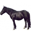 https://www.americanbreeder.com/images/com_adsmanager/categories/1045cat_t.jpg