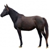 https://www.americanbreeder.com/images/com_adsmanager/categories/1046cat_t.jpg