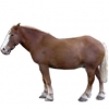 https://www.americanbreeder.com/images/com_adsmanager/categories/1049cat_t.jpg