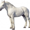 https://www.americanbreeder.com/images/com_adsmanager/categories/1051cat_t.jpg