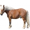 https://www.americanbreeder.com/images/com_adsmanager/categories/1053cat_t.jpg