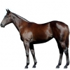 https://www.americanbreeder.com/images/com_adsmanager/categories/1054cat_t.jpg