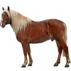 https://www.americanbreeder.com/images/com_adsmanager/categories/1057cat_t.jpg